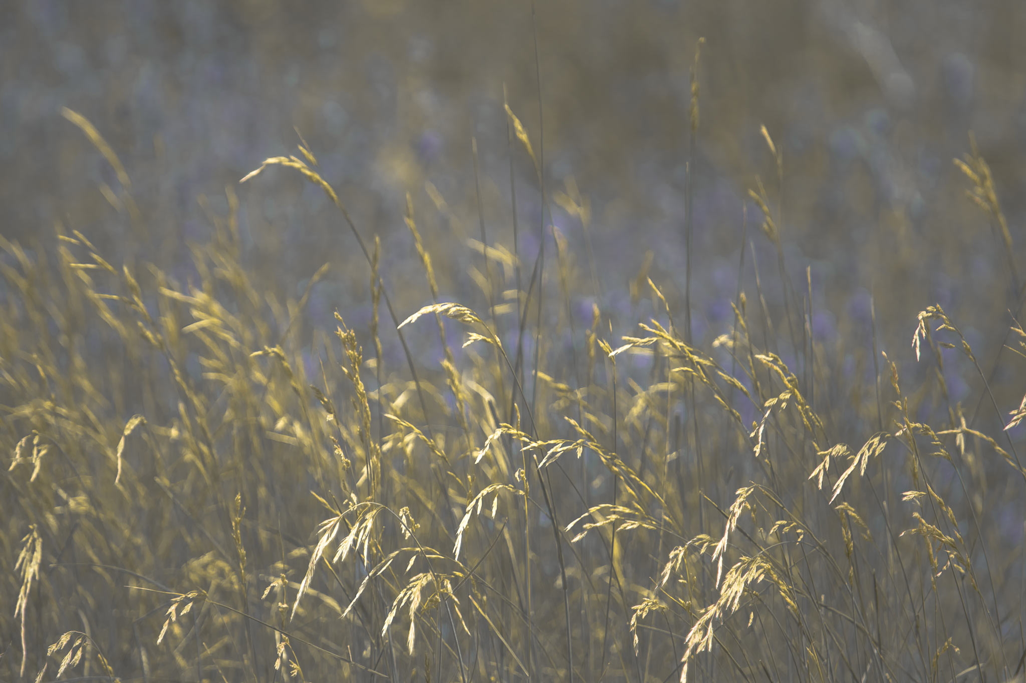 Photo taken in Kahar-e Bozorg Mountain, Alborz, Iran