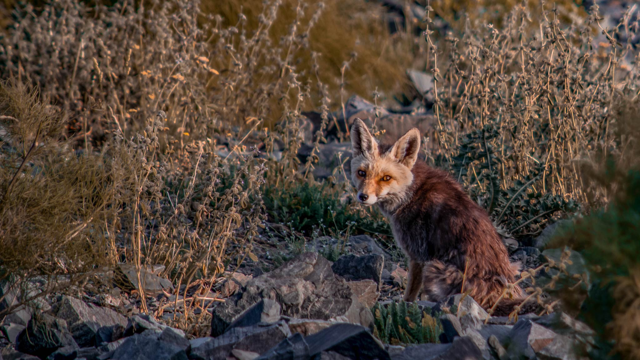 Photo taken in Kahar-e Bozorg Mountain, Alborz, Iran