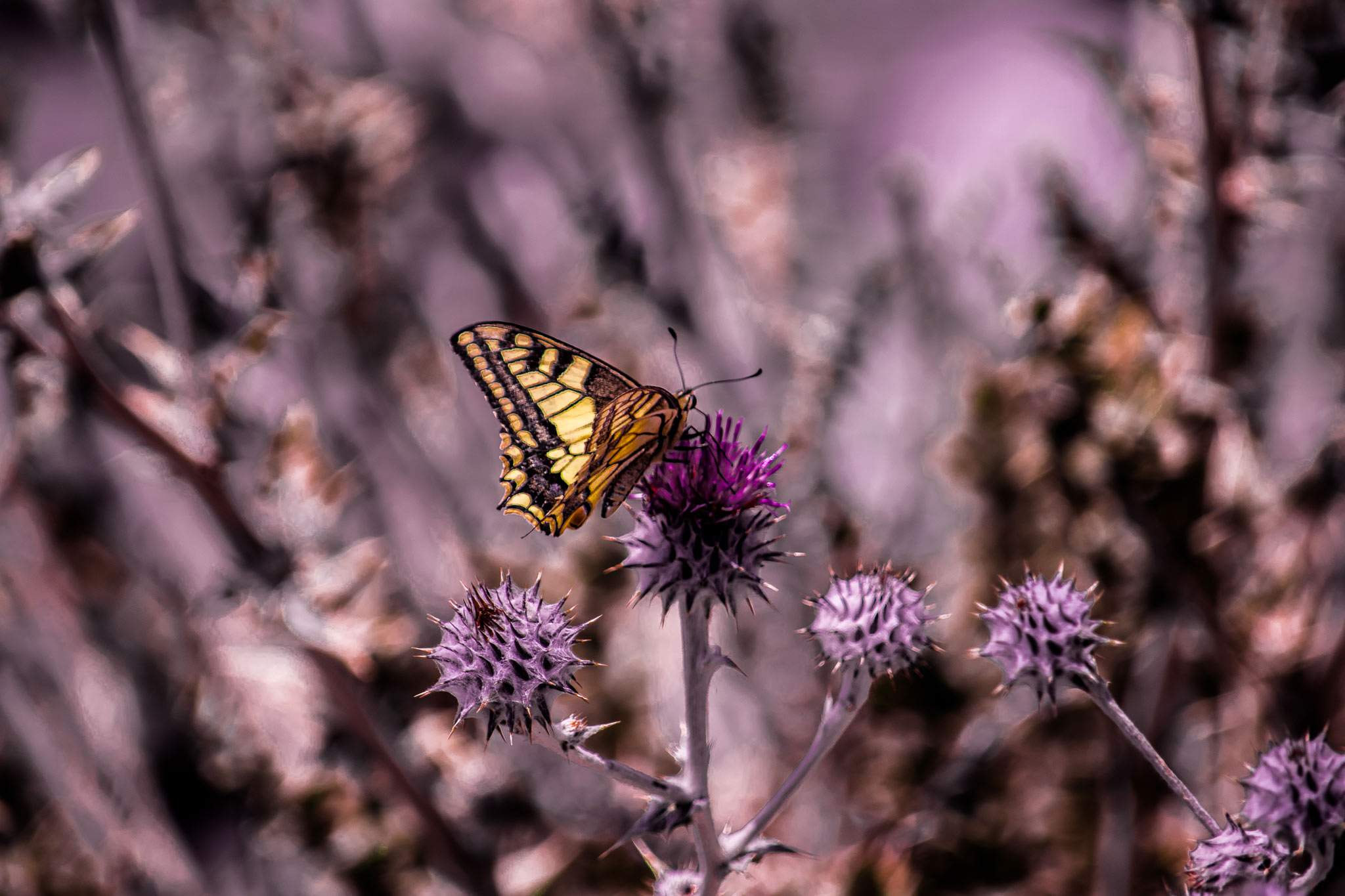 Photo taken in Kahar-e Bozorg Mountain, Alborz, Iran