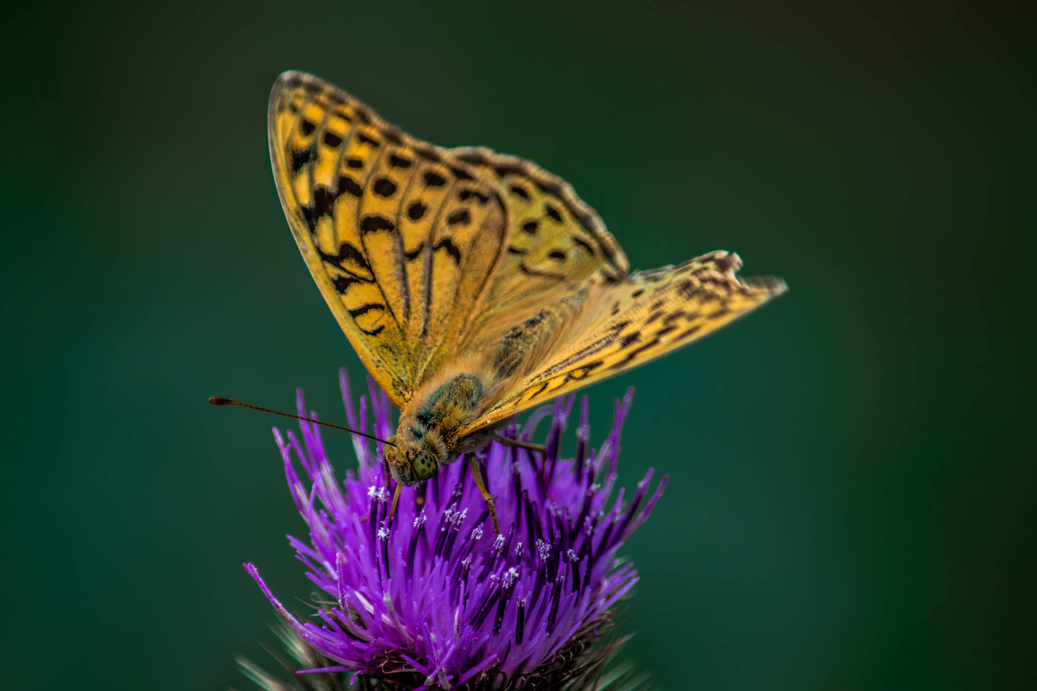 Photo taken in Mazichal, Mazandaran, Iran