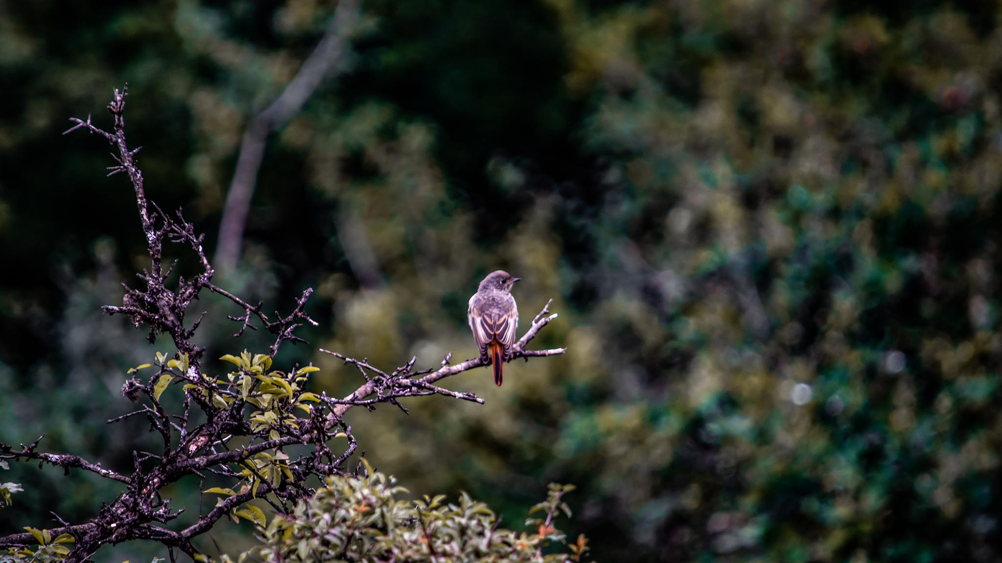 Photo taken in Mazichal, Mazandaran, Iran
