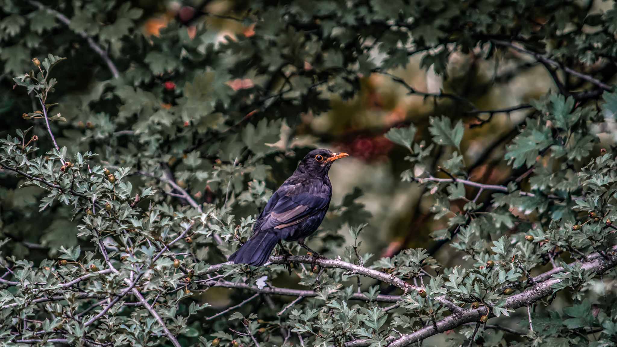 Photo taken in Mazichal, Mazandaran, Iran
